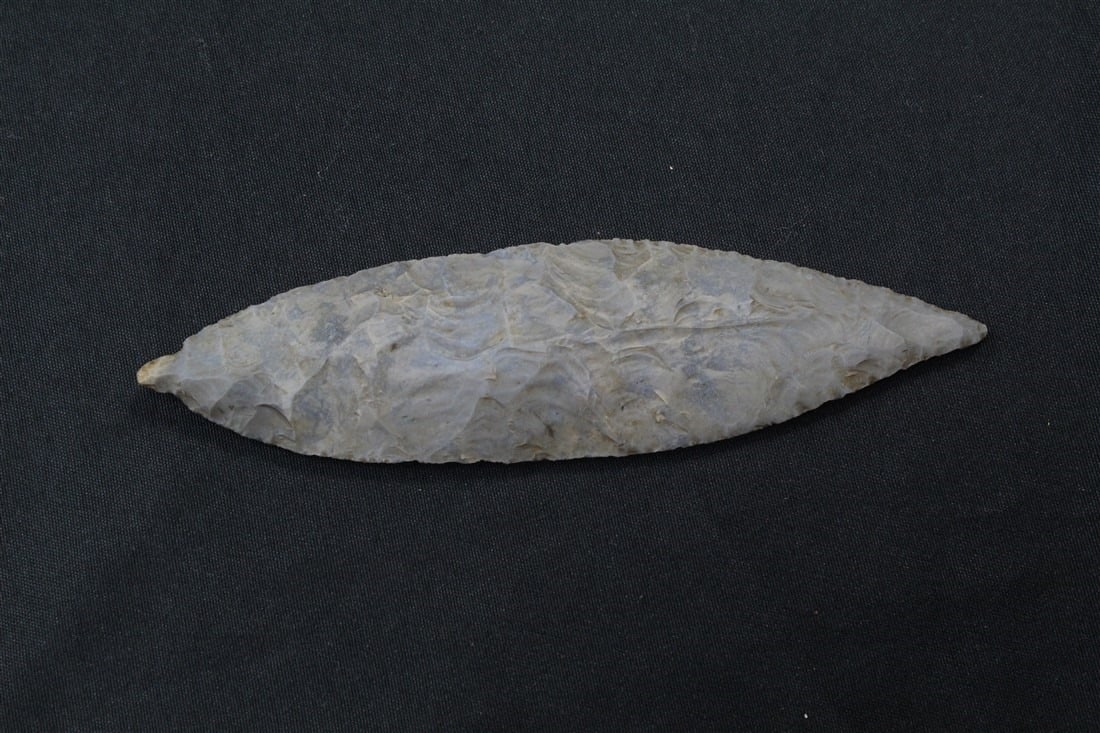 Turkey Tail (1 of 2)