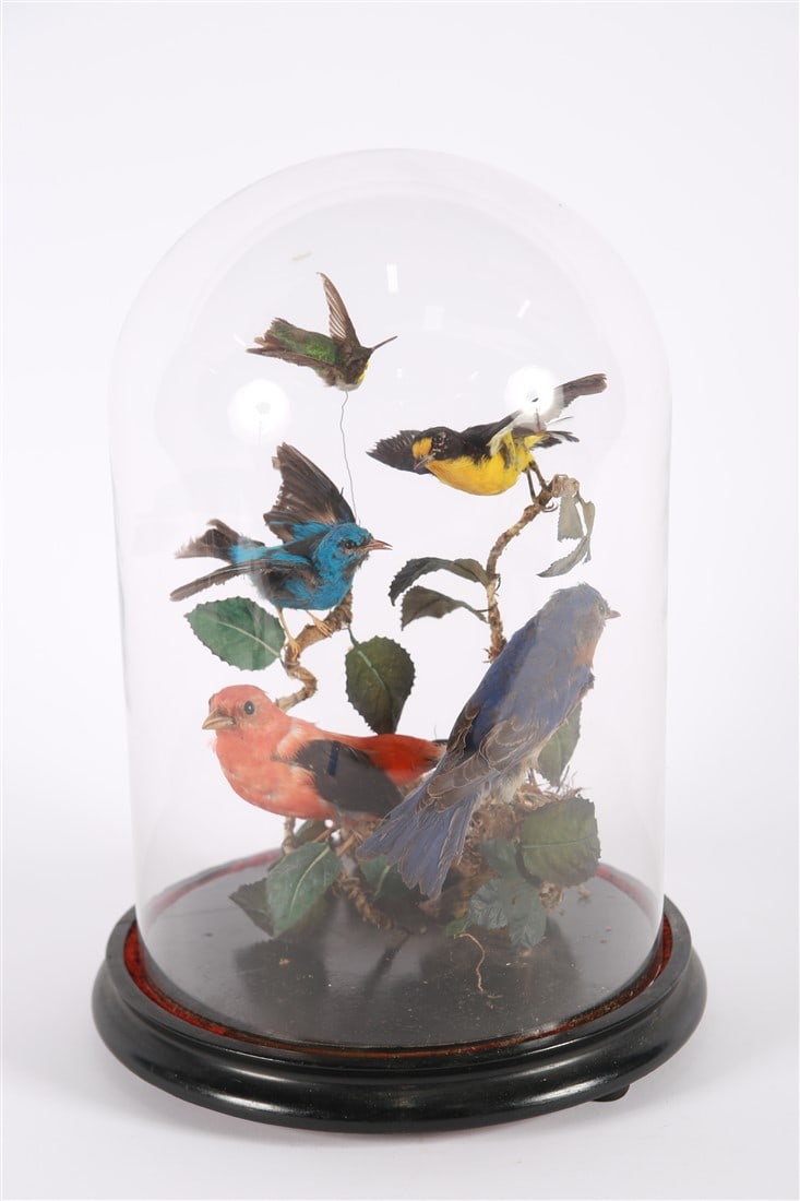 Victorian Bell Jar Taxidermy Bird Diorama: Glass, taxidermy, faux leaves, nests, eggs. Height: 15", Diameter: 10". Colorfully dyed birds preserved in a scene of nests and leaves within a bell jar. Nests contain robin's eggs.
