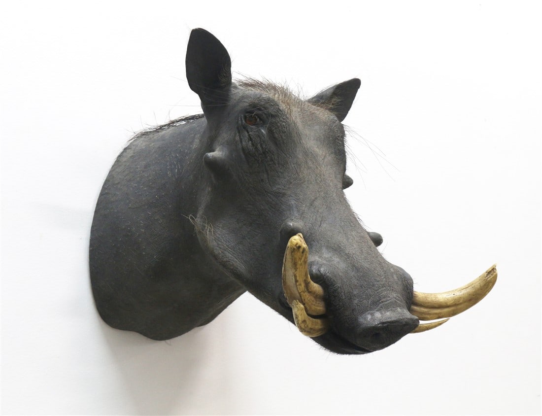 African Warthog Shoulder Mount (1 of 3)