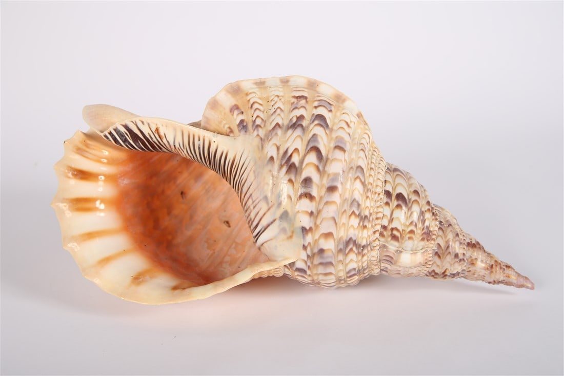 Charonia Tritonis Shell (1 of 3)