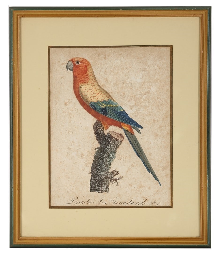 Jacques Barraband, "Perruche Ara, Guarouba Male": After Jacques Barraband (French, 1767-1809). "Perruche Ara, Guarouba male". Hand-colored engraving. From Francois Levaillant, "Histoire Naturelle des Perroquets". Sight: 12" x 9". Frame: 18 1/4" x 15 