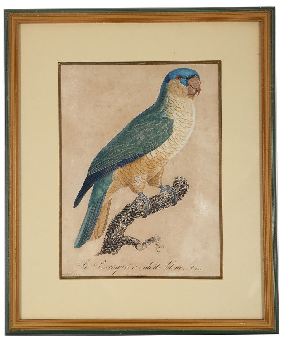 Jacques Barraband, "Le Perroquet a Calotte Bleue": After Jacques Barraband (French, 1767-1809). "Le Perroquet a calotte bleue". Hand-colored engraving. From Francois Levaillant, "Histoire Naturelle des Perroquets". Sight: 12" x 9". Frame: 18 1/4" x 15