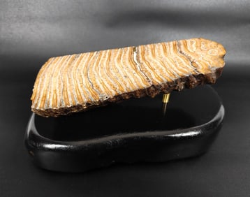 Polished Fossilized Mammoth Tooth Slice on Mount