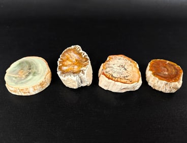 Four Small Petrified Wood Slices - 95g