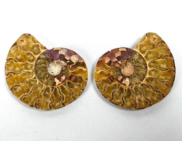 Two Ammonite Fossil Slices - 33mm