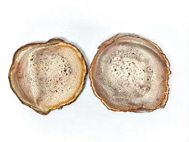 Two Polished Petrified Wood Slices - 636g