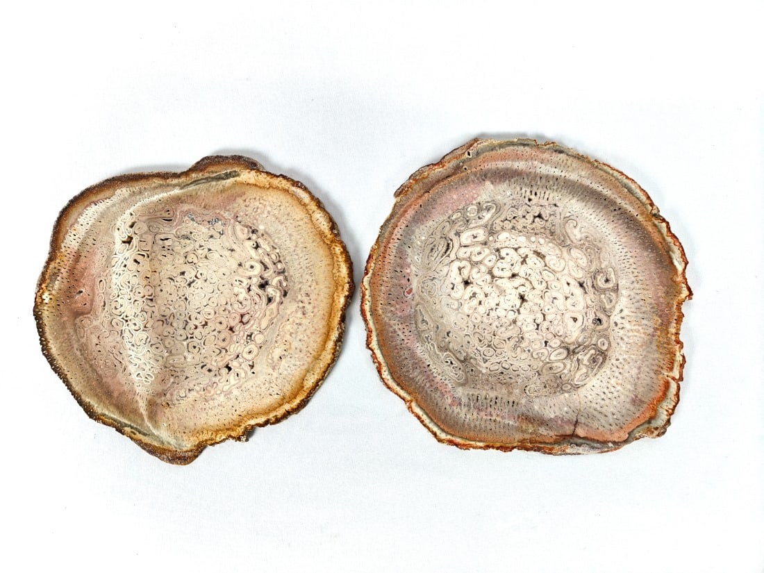 Two Polished Petrified Wood Slices - 636g (1 of 9)