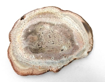 Polished Petrified Wood Slice - 250g