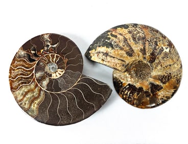 Two Ammonite Fossil Slices - 7 in.