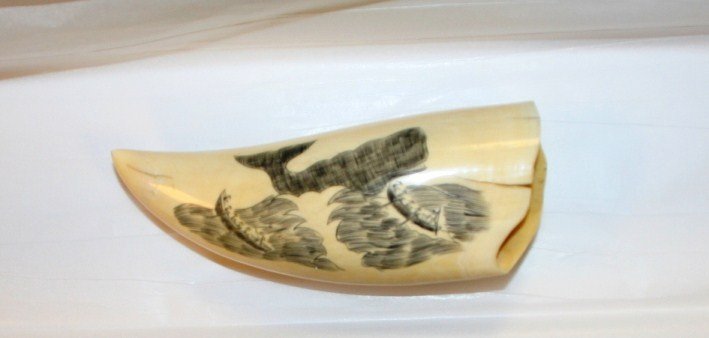 Scrimshaw Whale Tooth, 20th C.: Scrimshaw whale tooth. 20th century. Etched with a sailing ship and a whale and whaling boats on reverse. Length 5 5/8".