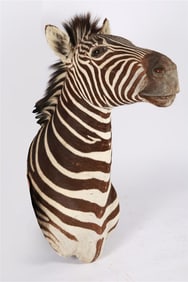 Zebra Head Taxidermy Mount