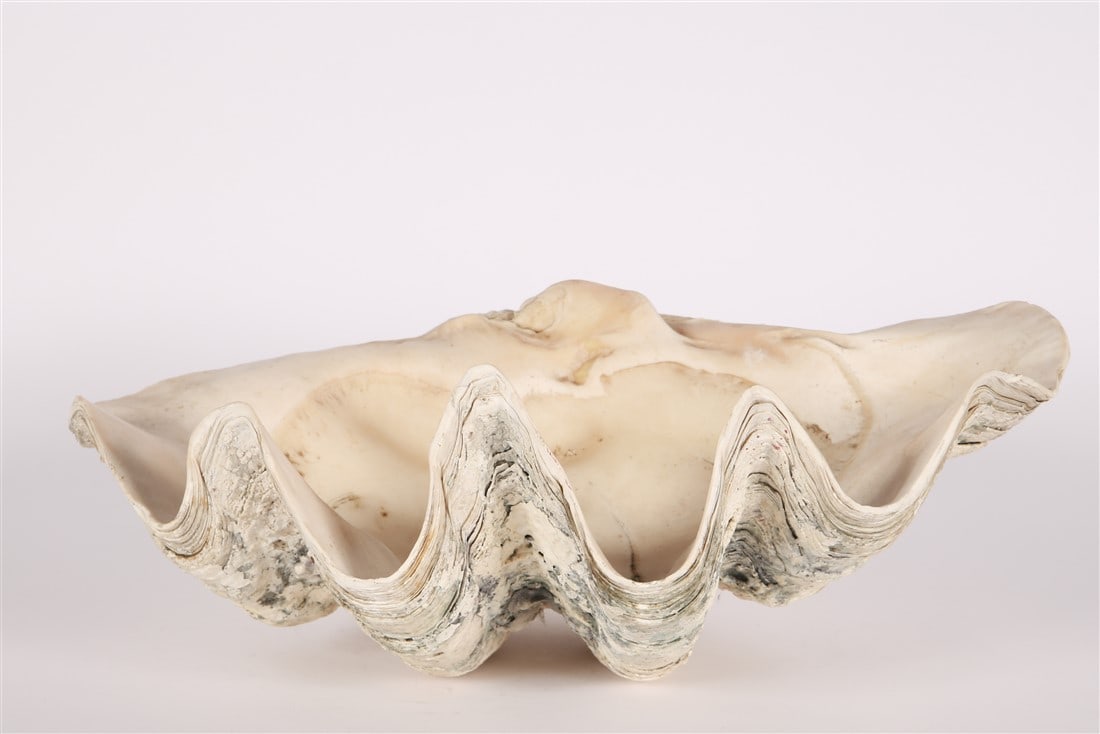 Tridacna Gigas, Giant Clam Shell (1 of 5)