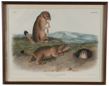 J.J. Audubon, "Prairie Dog" Hand-Colored Litho