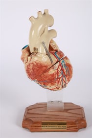 Medical Plastics Laboratory, Human Heart Model
