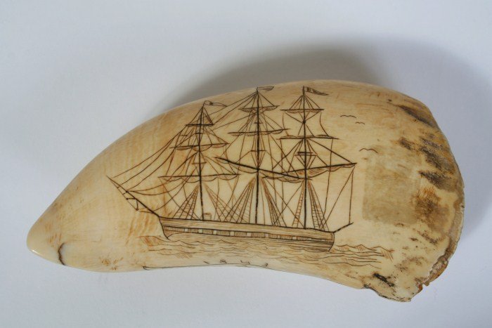 Scrimshaw Whale's Tooth, 19th C.: Decorated whale tooth scrimshaw. American, 19th century. Featuring detailed renderings of a ship at sale and a sperm whale. Inscribed "1843, North Star, Sag Harbor". Length 5". Condition: Minor wear a