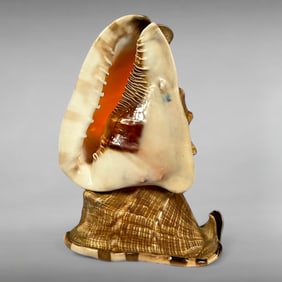 Vintage Conch Shell Table Lamp