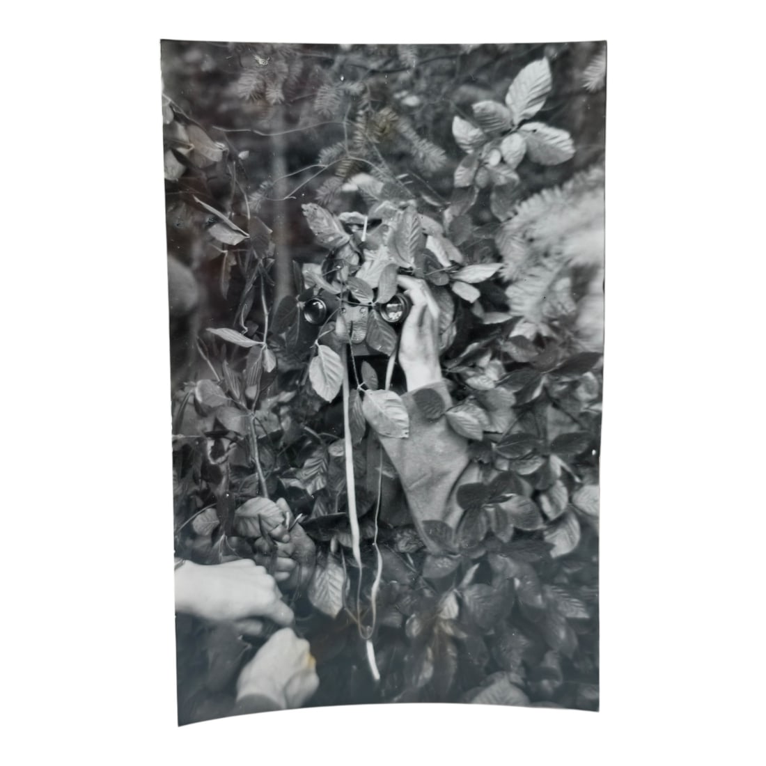 Unpublished Dutch Waffen SS Volunteer Legion Avegoor Training Center 1943 Photograph: Unpublished Dutch Waffen SS Volunteer Legion Avegoor Training Center 1943 Photograph. Extremely rare unpublished photograph discovery from the Dutch Waffen SS training center in Avegoor, Netherlands.