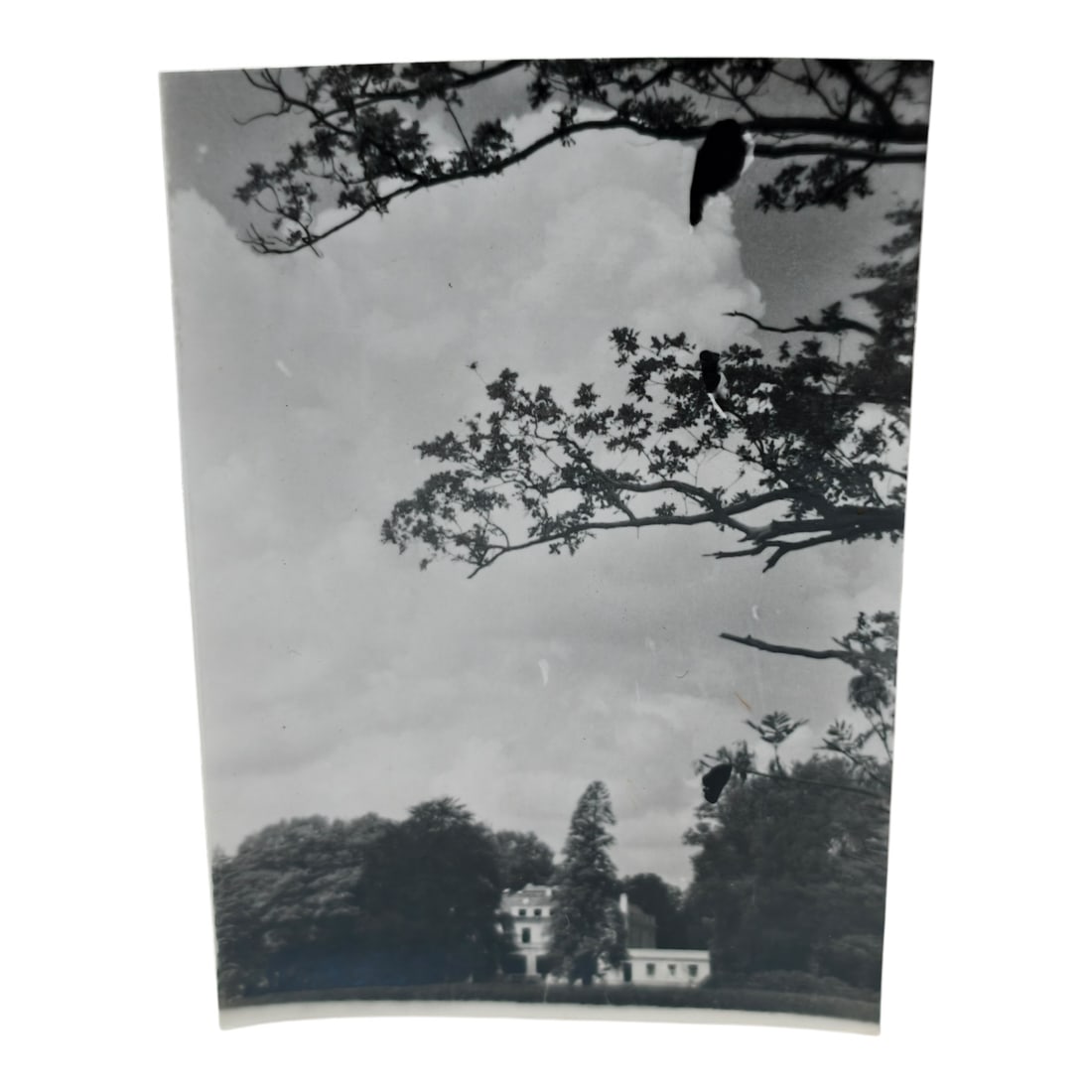 Unpublished Dutch Waffen SS Volunteer Legion Avegoor Training Center 1943 Photograph: Unpublished Dutch Waffen SS Volunteer Legion Avegoor Training Center 1943 Photograph. Extremely rare unpublished photograph discovery from the Dutch Waffen SS training center in Avegoor, Netherlands.