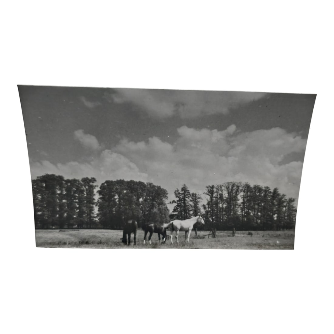 Unpublished Dutch Waffen SS Volunteer Legion Avegoor Training Center 1943 Photograph: Unpublished Dutch Waffen SS Volunteer Legion Avegoor Training Center 1943 Photograph. Extremely rare unpublished photograph discovery from the Dutch Waffen SS training center in Avegoor, Netherlands.