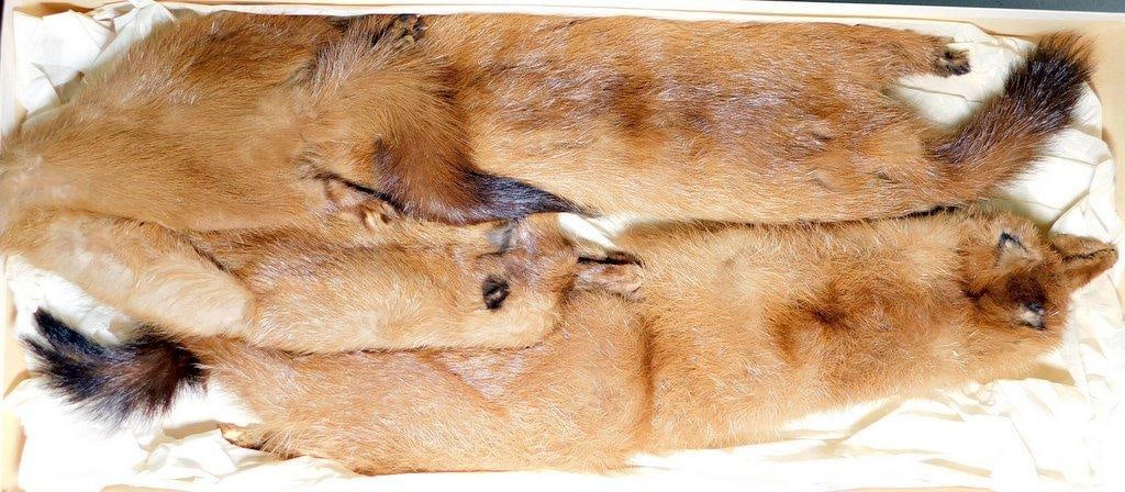 Animal Fur Stole by C.A. Howell, Germantown, PA: Set of four unknown animal furs from C.A. Howell of Germantown, Pennsylvania In original retail box The furs retain head and tail elements and show a rich red/brown coloration Includes original m