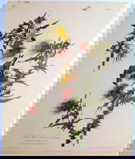 Audubon Yellow Bird Plate 33 Engraved by R. Havell Jr. - 1833: Plate 33 from John James Audubon's Birds of America, featuring the Yellow Bird or American Goldfinch (Carduelis Americana) with thistle plants Engraved by R. Havell Jr., and printed and colored in