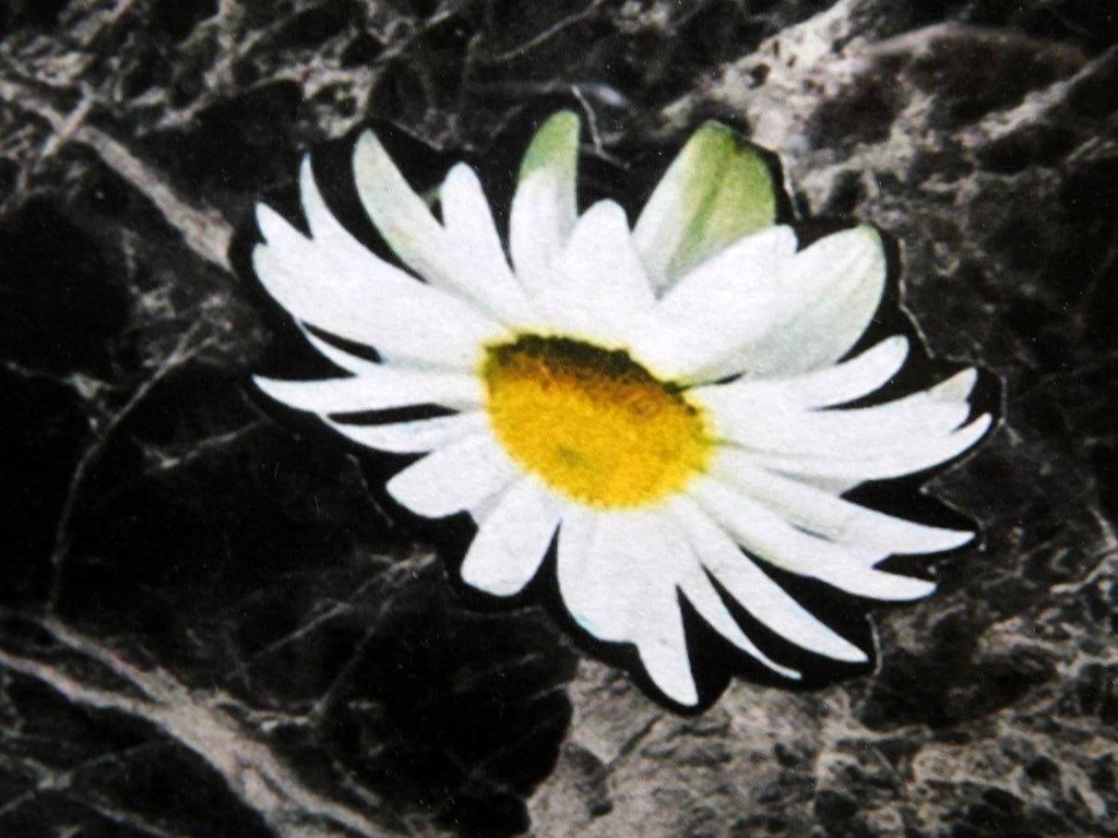 Cameron Welch Floral Print Arrangement Artwork, Wu-Tang Clan - 9