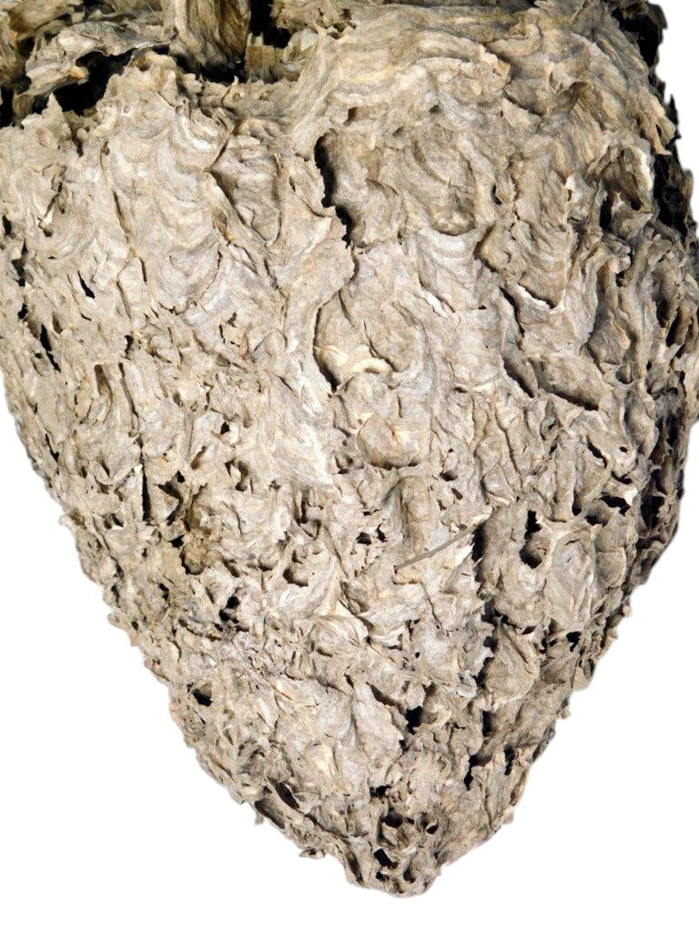 Large Abandoned Hornet or Wasp Nest - 2