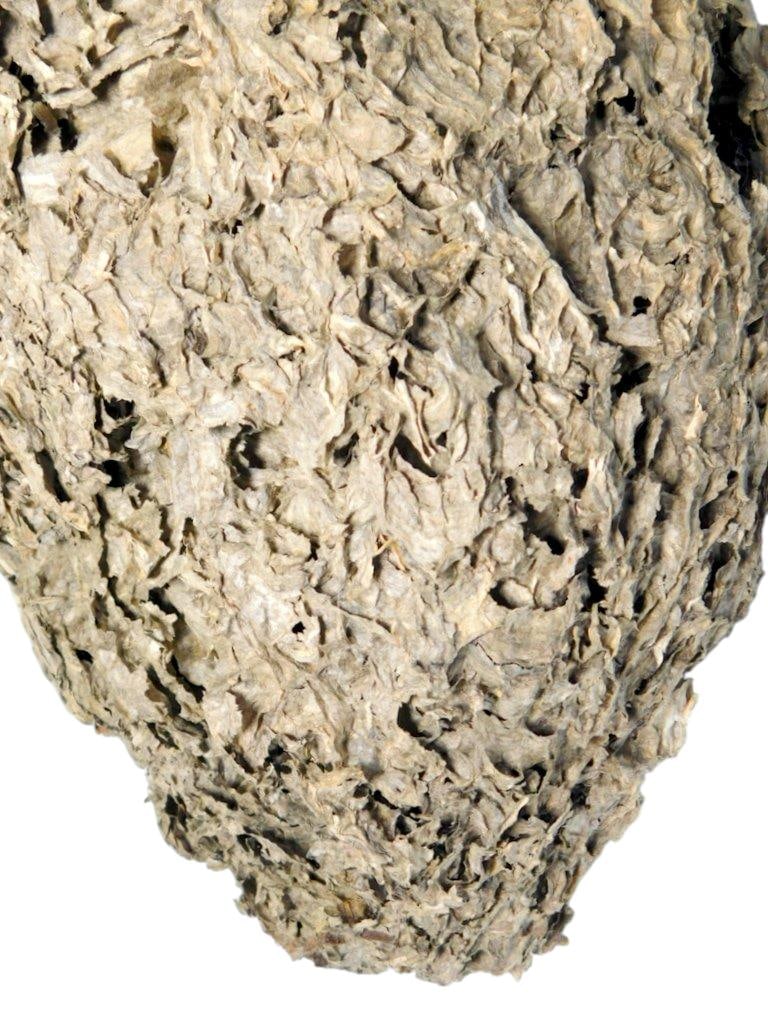 Large Abandoned Hornet or Wasp Nest - 7