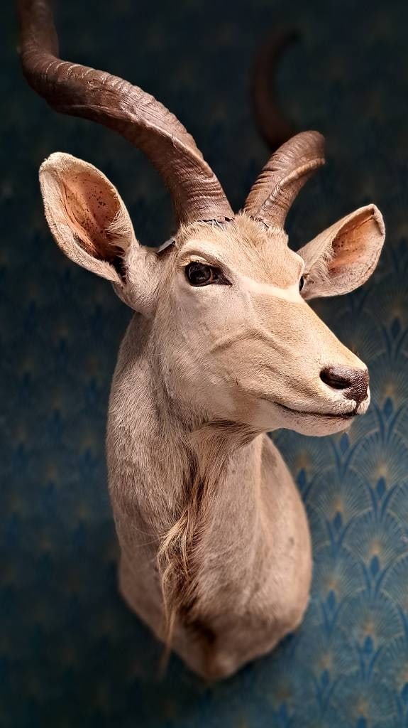 XL Kudu Waldantilope Präparat: XL Kudu Waldantilope (Tragelaphus strepsiceros) Kopf Schultermontage Präparat, Höhe ca. 145cm Breite ca. 55cm Tiefe ca. 58cm Hörner abnehmbar Interne Nr. A0151900066