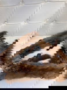 1930s-40's Vintage Fox Stole 3 Pelts: 30's 40's era vintage fox stole, made up of 3 pelts and comes with additional replacement clasp. Clasp features a fox tail. In great condition, minimal to no signs of wear & has been kept in