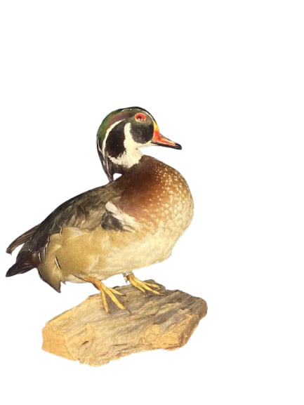 One of a Kind Taxidermy Wood Duck (1 of 8)