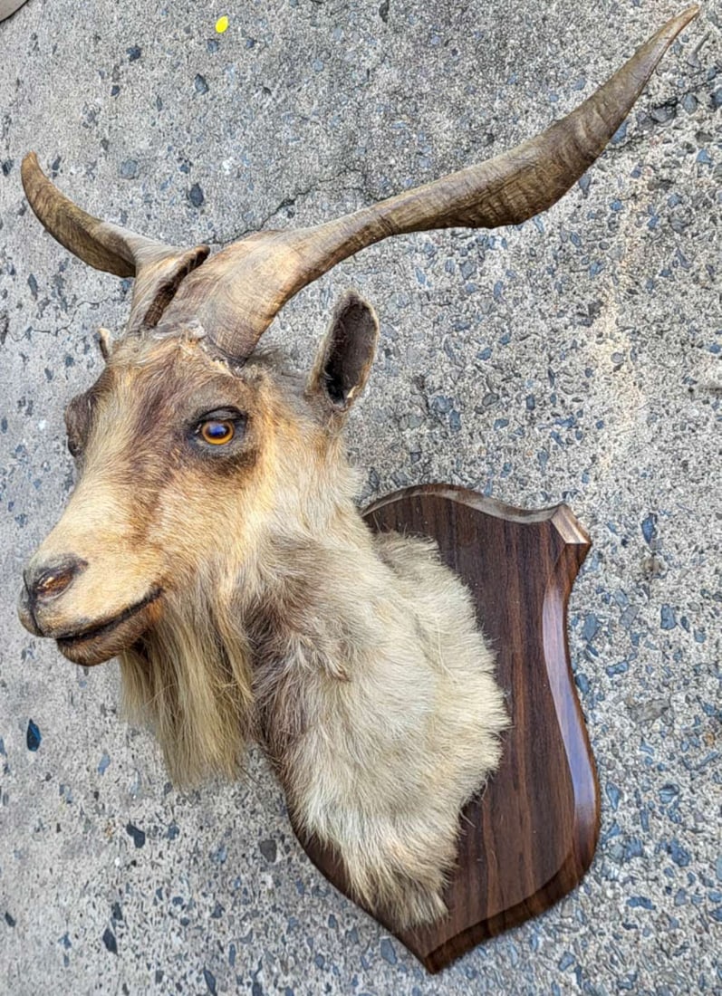 vintage taxidermy Catalina Goat: beautiful vintage or antique Texas Catalina Goat taxidermy mount on carved wood and with unusual horns