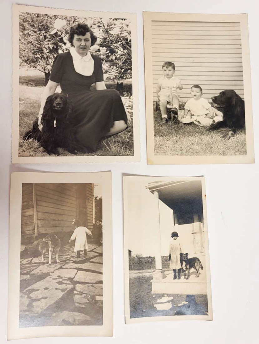 vintage dog photographs: set or lot of four vintage black and white photographs depicting a woman and some children posing with their dogs