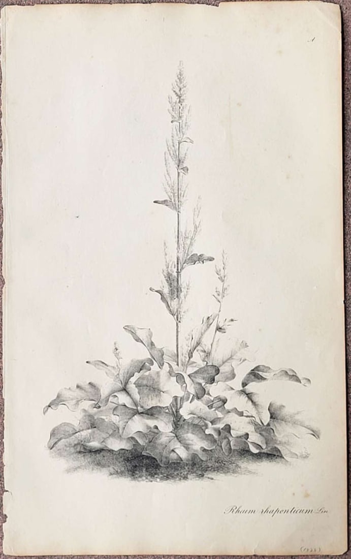 antique early 1800s book engraving with plant (1 of 8)