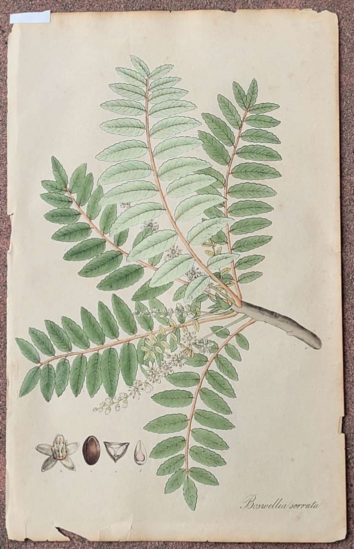 antique early 1800s book engraving with plant (1 of 8)