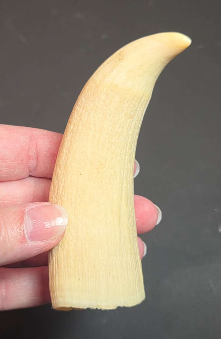 vintage or antique animal tooth (1 of 7)