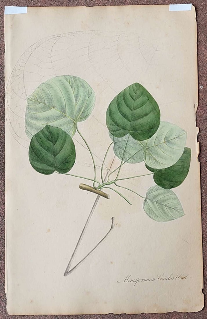 antique early 1800s book engraving with plant: antique large sized bookplate page featuring Menispermum Cocculus Wall (usually referring to Nathaniel Wallich, a botanist in the 1800's), more info about the atlas it came from below