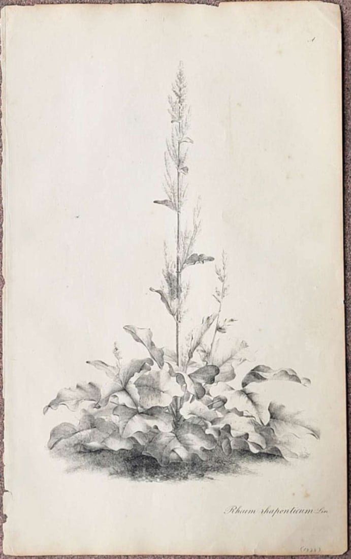 antique early 1800s book engraving with plant: antique large sized bookplate page featuring Rheum Rhaponticum, also known as rhapontic or false rhubarb, pencil dated 1828 (supposedly from a book published in that year) aprox 11 1/4&quo