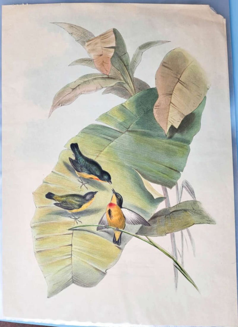 folio sized bird engraving print: large paper engraving after the Birds of Asia book by John Gould of a male and female Fire-Breasted Flowerpecker on a leaf, no text 12 1/8" wide by 16 1/2" high