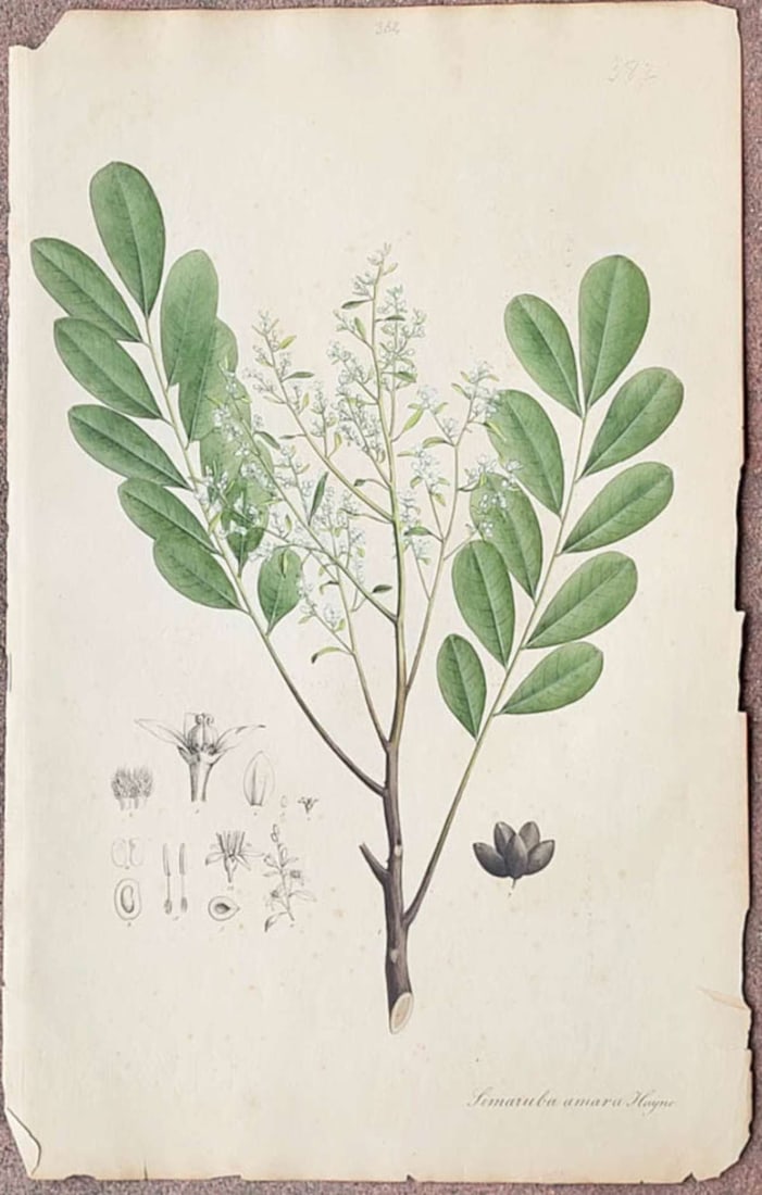 antique early 1800s book engraving with plant: antique book engraving plate or page depicting a hand colored or tinted piece of the Simaruba Amara Hayne tree, commonly known as the paradise-tree or dysentery-bark and has been used traditiona