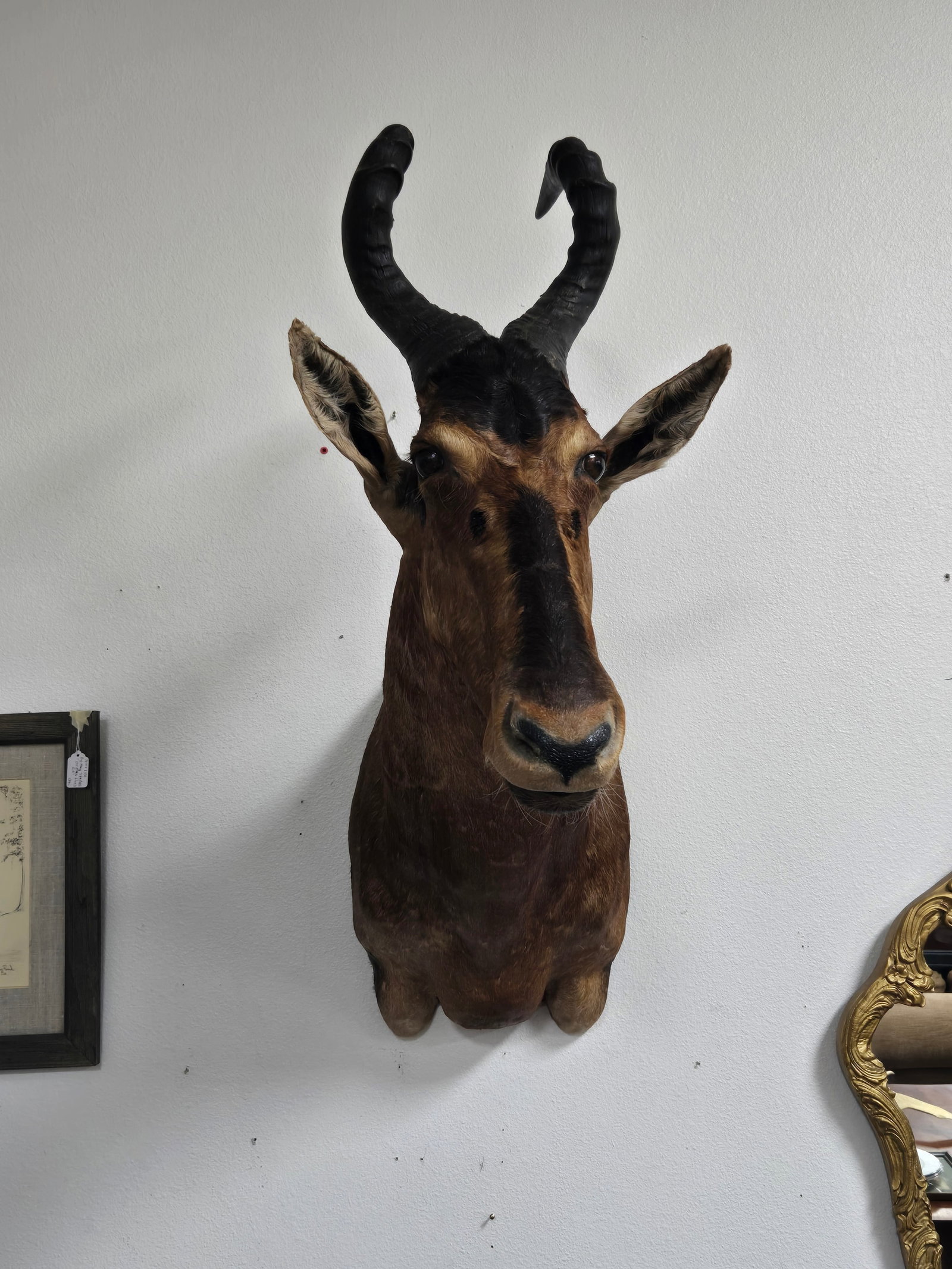 African Antelope Mount - 2