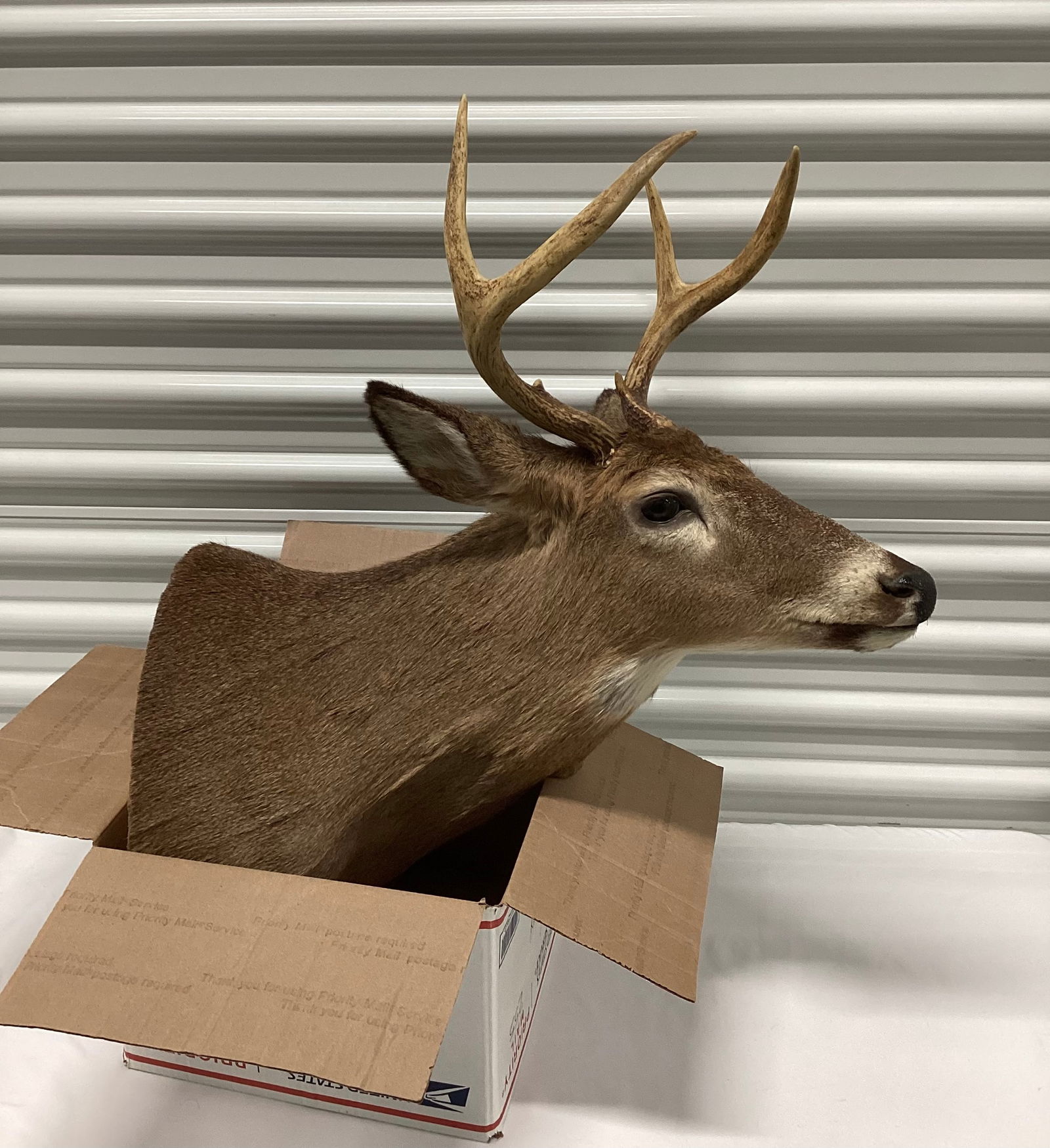 Taxidermy Deer Head (1 of 5)