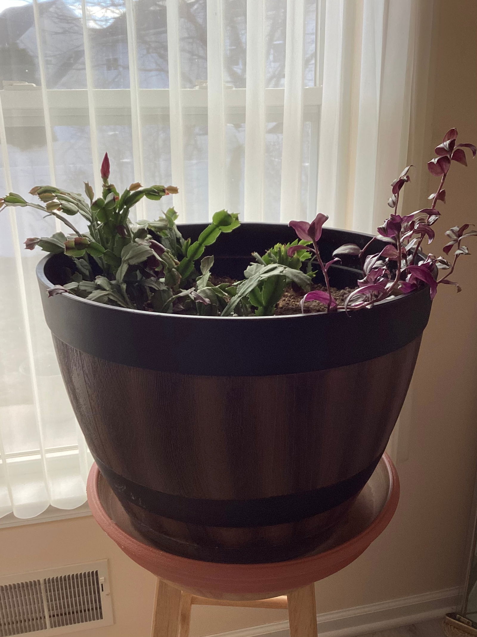 Large Potted Live Plants (1 of 3)