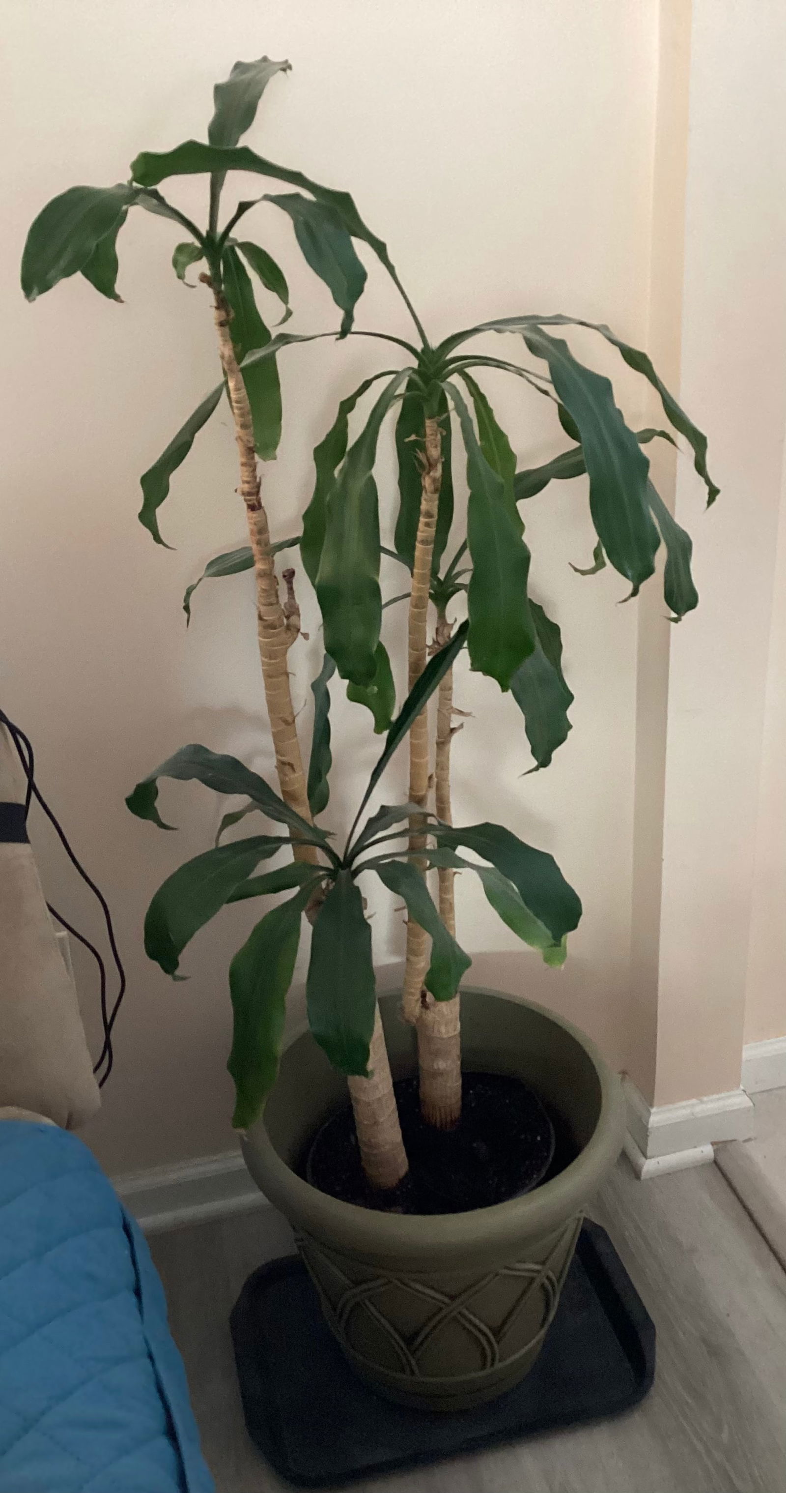 Large Potted Live Plants (1 of 3)