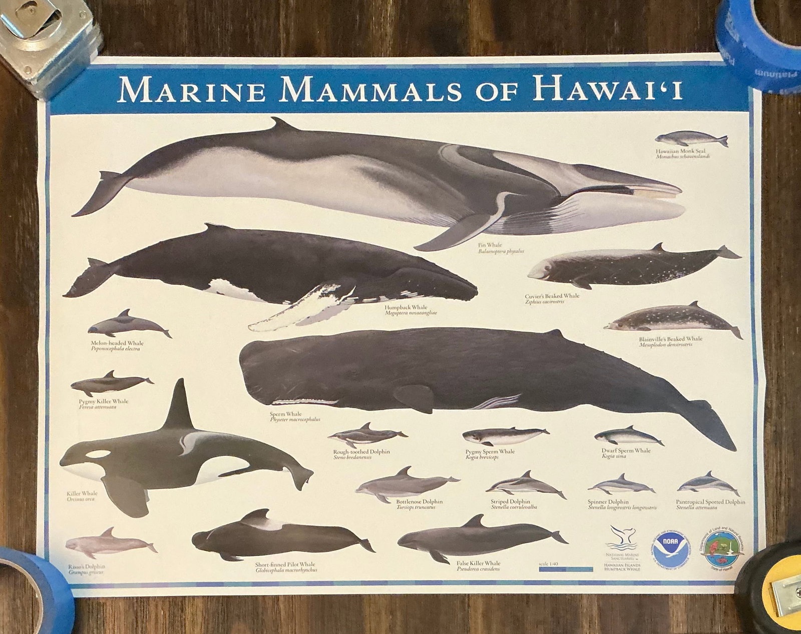 Marine Mammals Of Hawaii Poster: 24x18