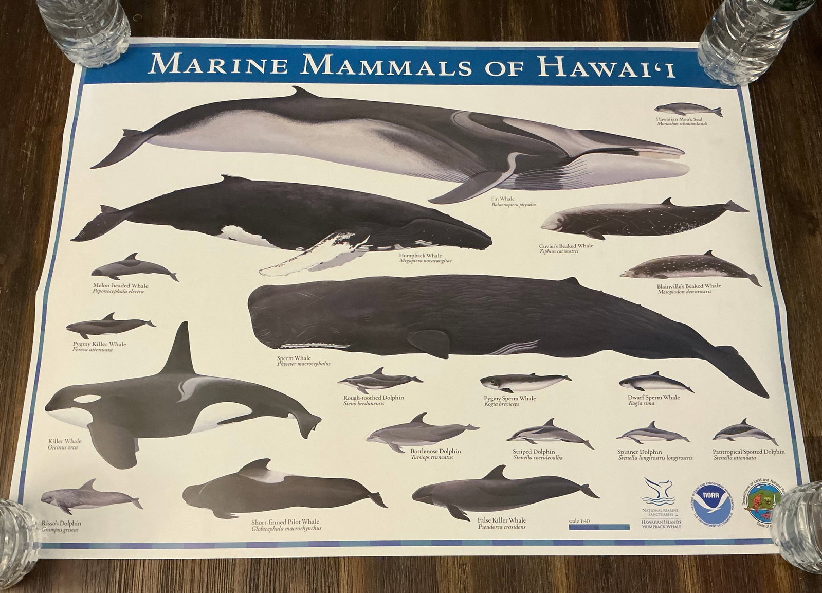 Marine Mammals Of Hawaii Poster: 24x18
