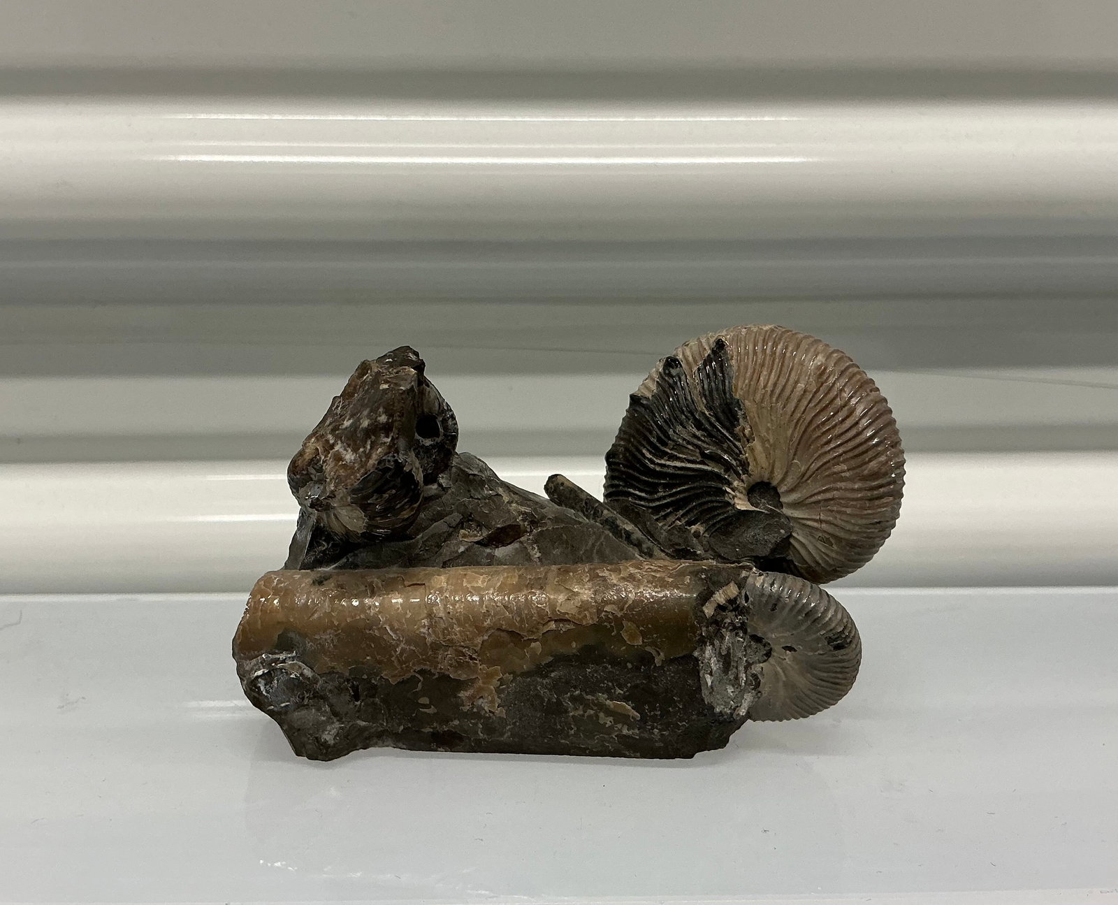 Ammonite Fossil Iridescent Shell (1 of 6)