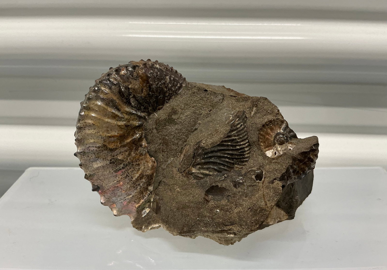 Ammonite Fossil Iridescent Shell (1 of 9)