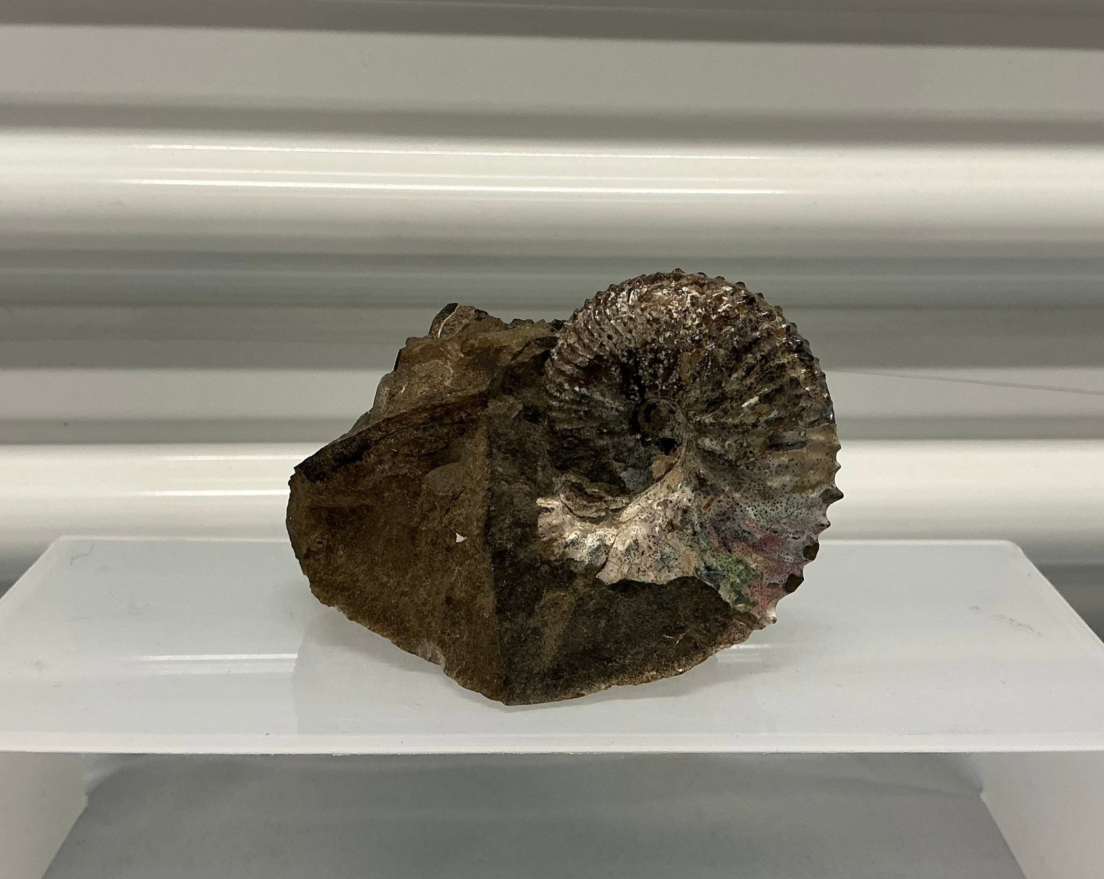 Ammonite Fossil Iridescent Shell - 2