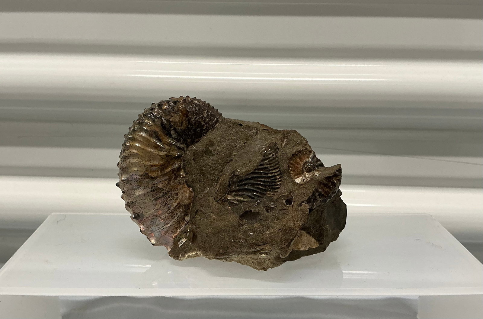 Ammonite Fossil Iridescent Shell - 3